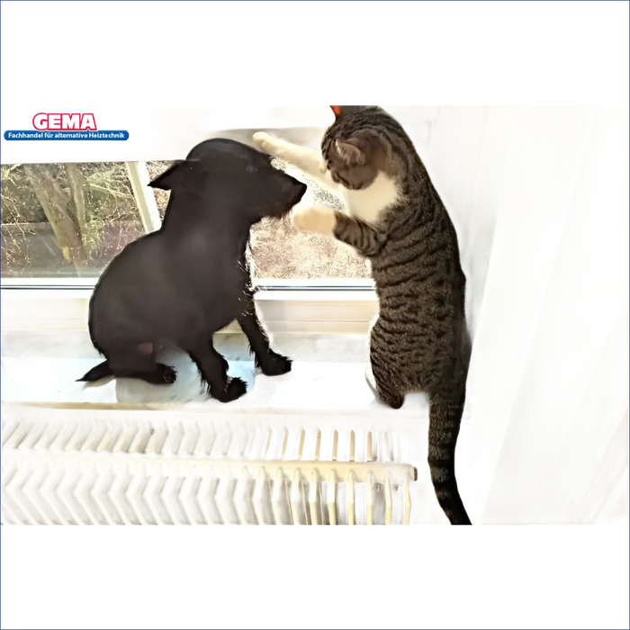 Katze und Hund interagieren in der Nähe des Fensters, neben Pelletkessel DEFRO Gamma 15 kW